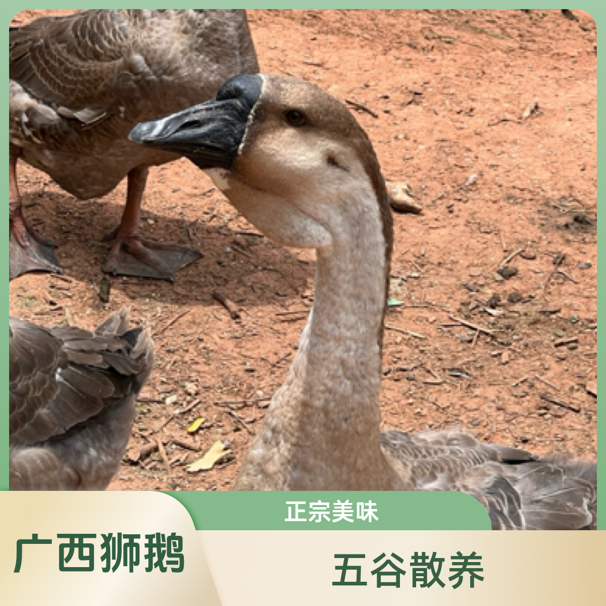 广西正宗散养狮头鹅只喂五谷杂粮