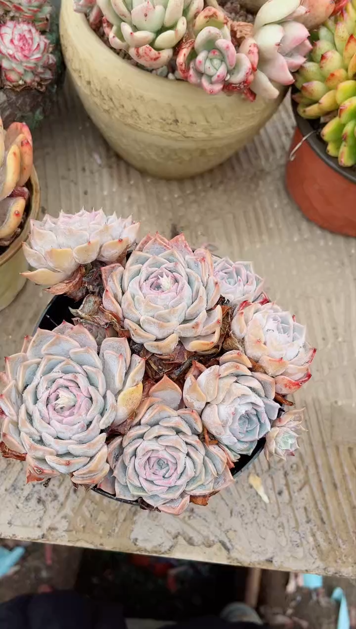 【闪购商品】03637