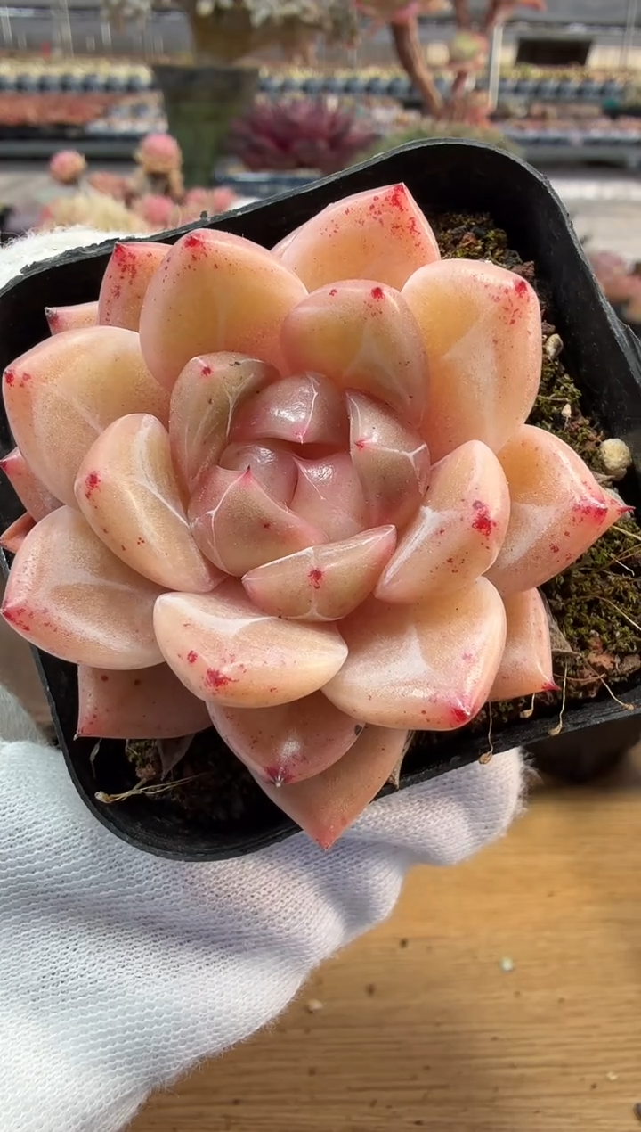 东云多肉园二店-204