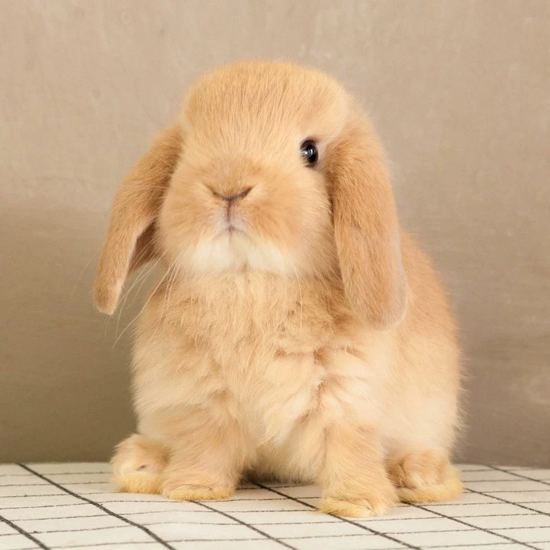 超萌宠物小体型活体友好