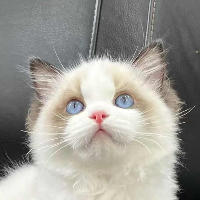 来了姊妹-海双布偶猫 妹妹 2