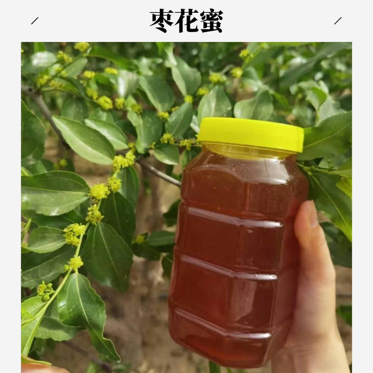 自产自销天然农家新疆枣花蜜支持检测假一赔土蜂蜜十