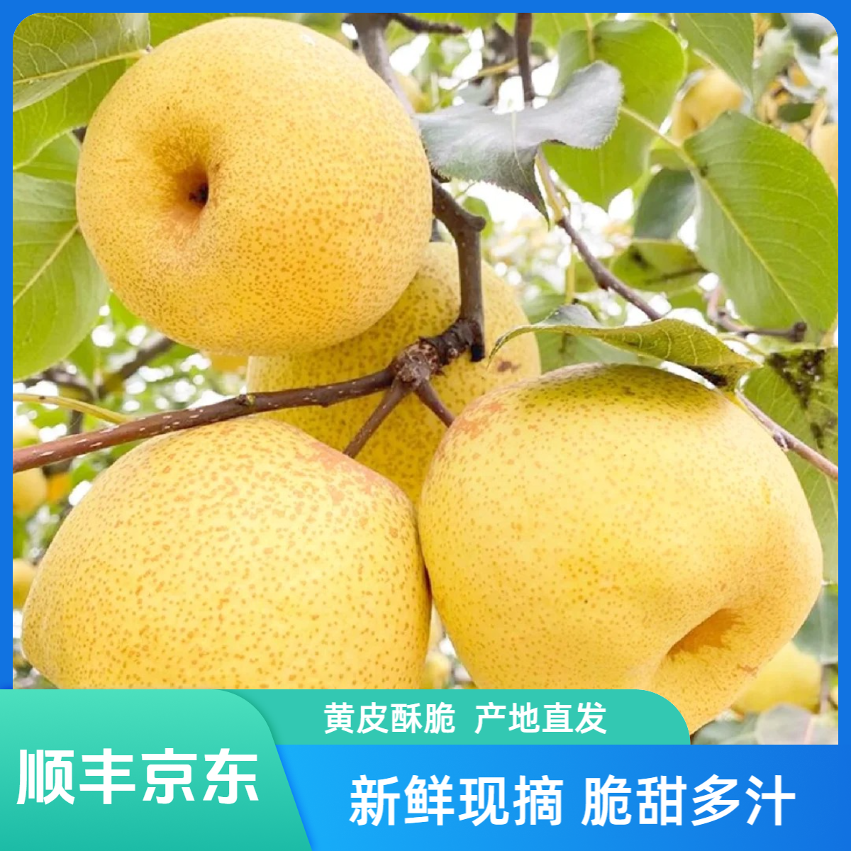 【顺丰京东】山西贡梨现摘皮薄肉厚酥脆甜爆汁新鲜应季水果产地直发