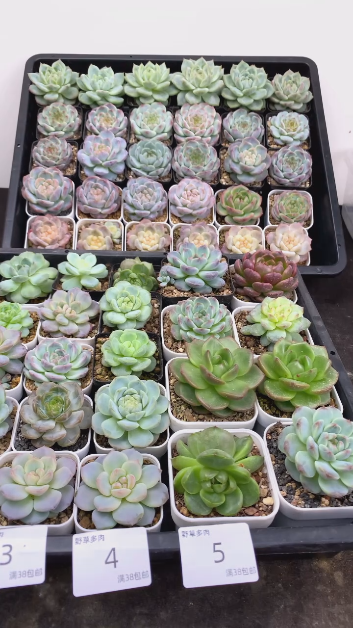 12.8一组一组包邮5号