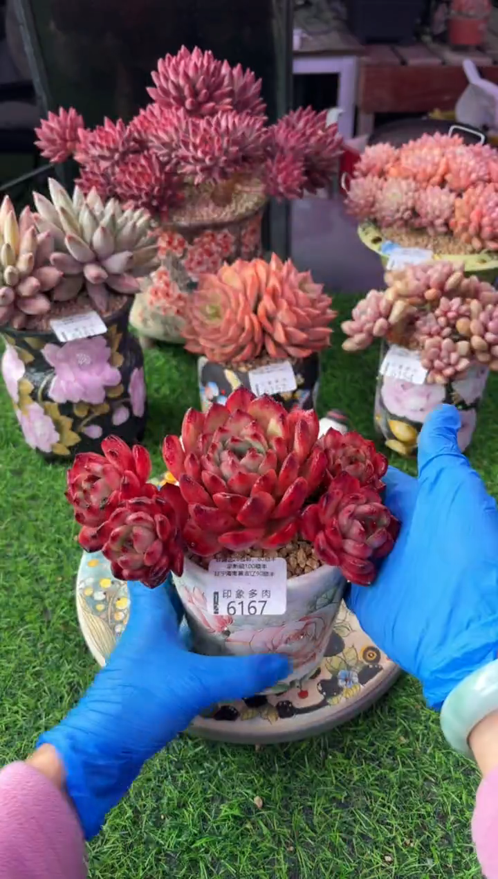 昆明印象多肉6167