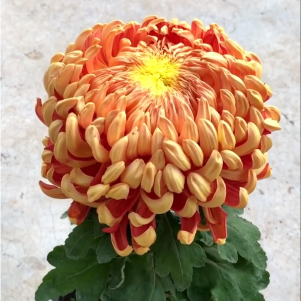 【太平红叶】独头独本大花稀有品菊花盆栽带花苞发货