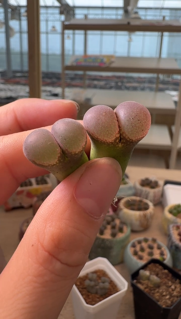 彩****127-215多肉植物肉锥