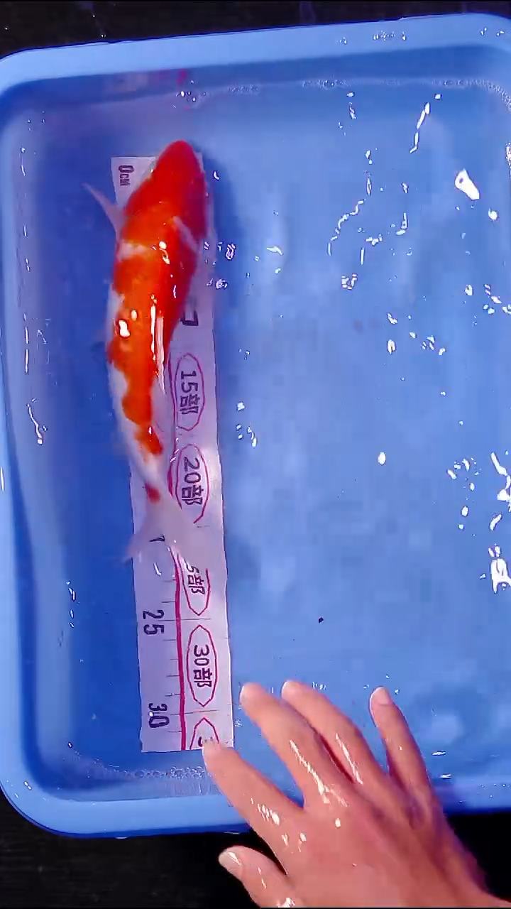 锦鲤直播间菁选  一物一拍  一物一发  24