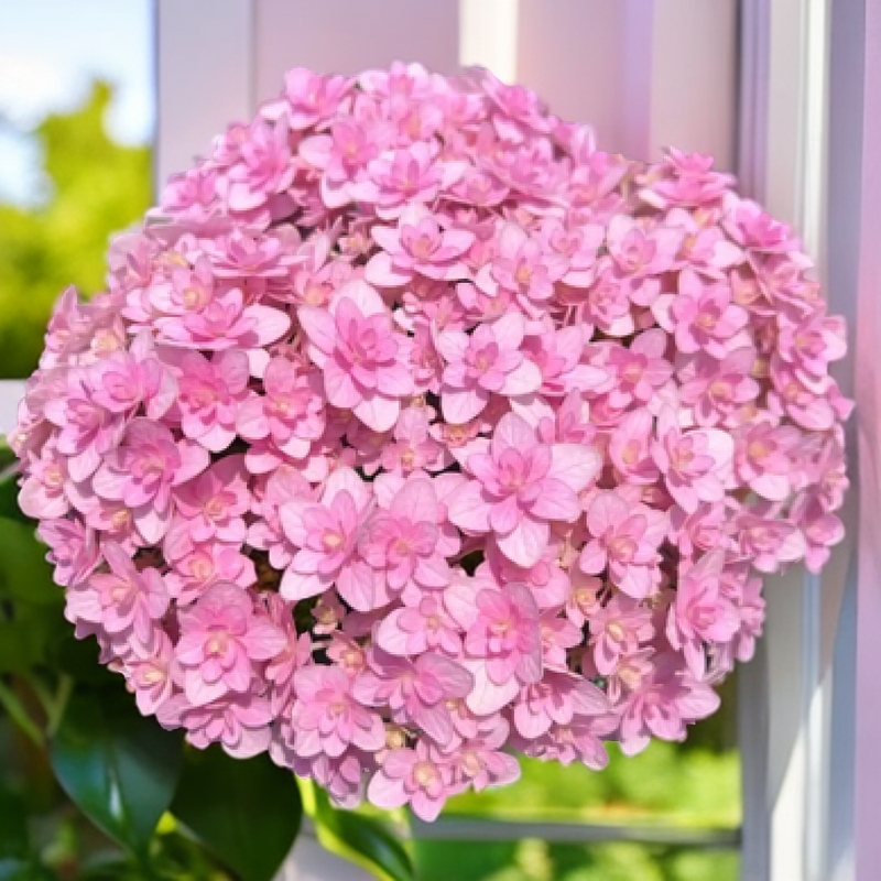 开心花园 露天绣球【花手鞠】桩子青苗发货 已发货不支持仅退款