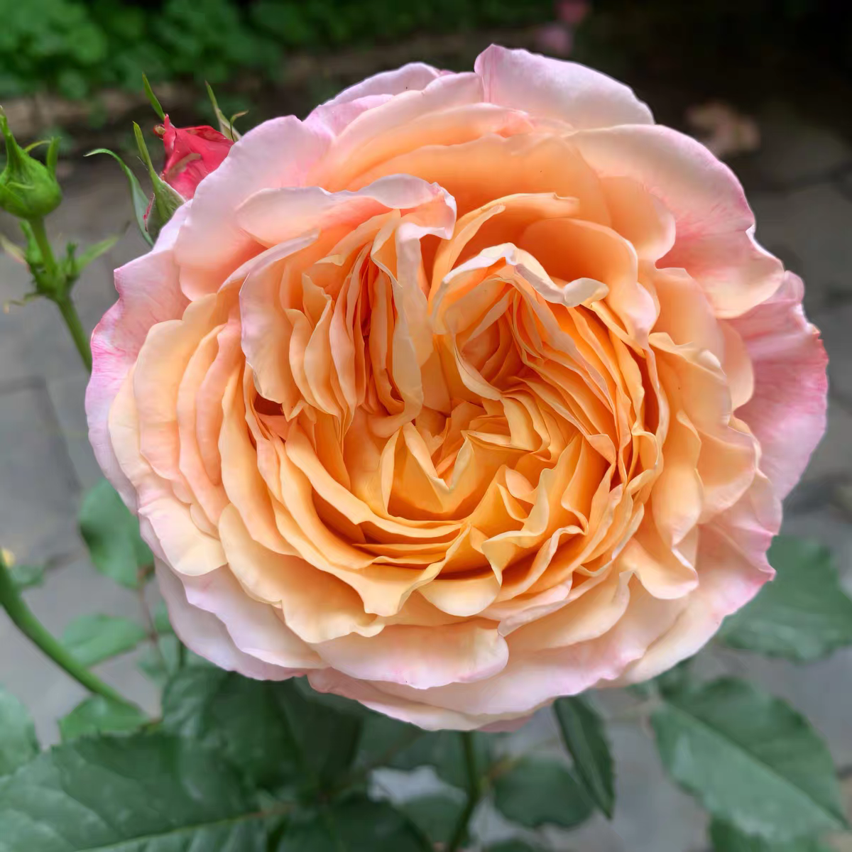 【大花美人】月季花盆栽四季开花新手好养适合阳台庭院地栽