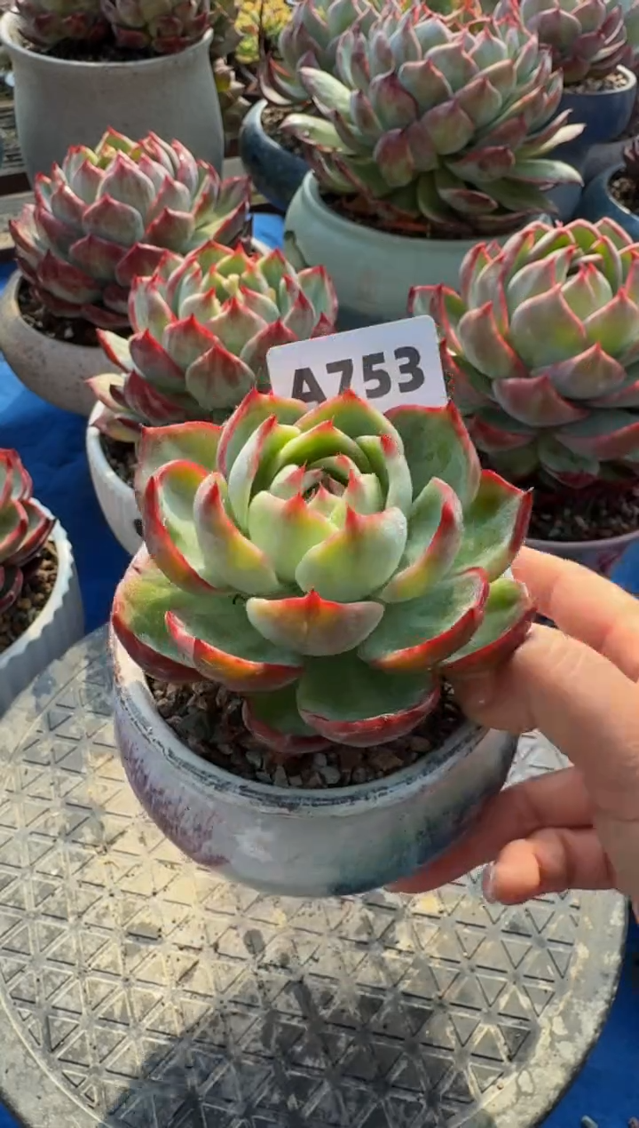 【闪购商品】A753惊鸿仙子（裸根发货）