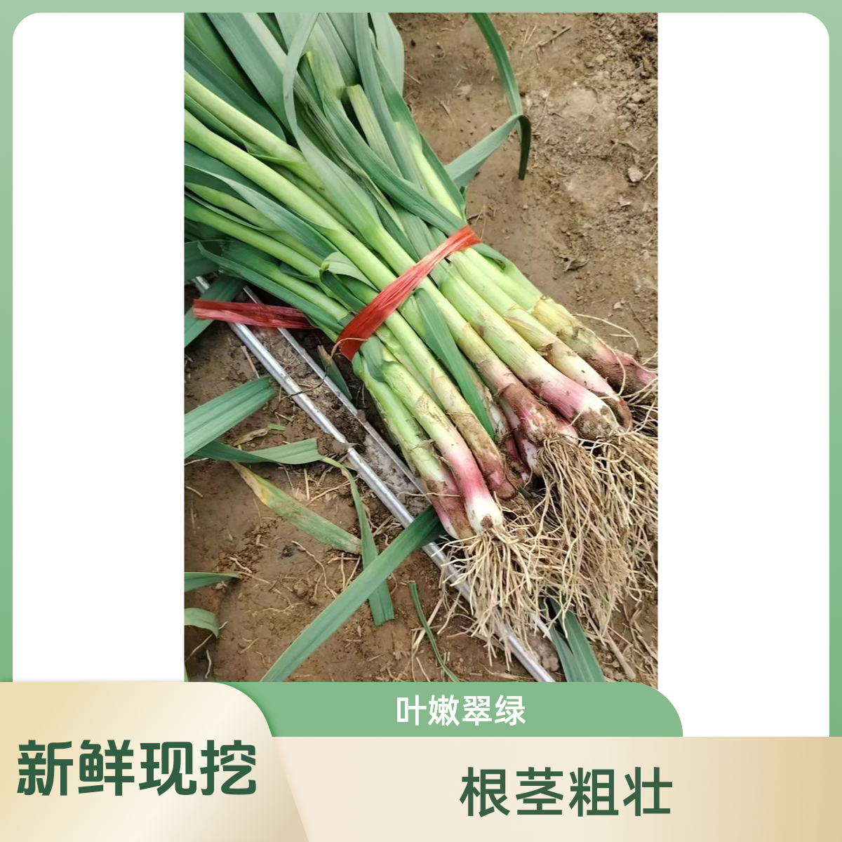 新鲜现扒红根蒜苗蒜香味十足农家自种露天蔬菜