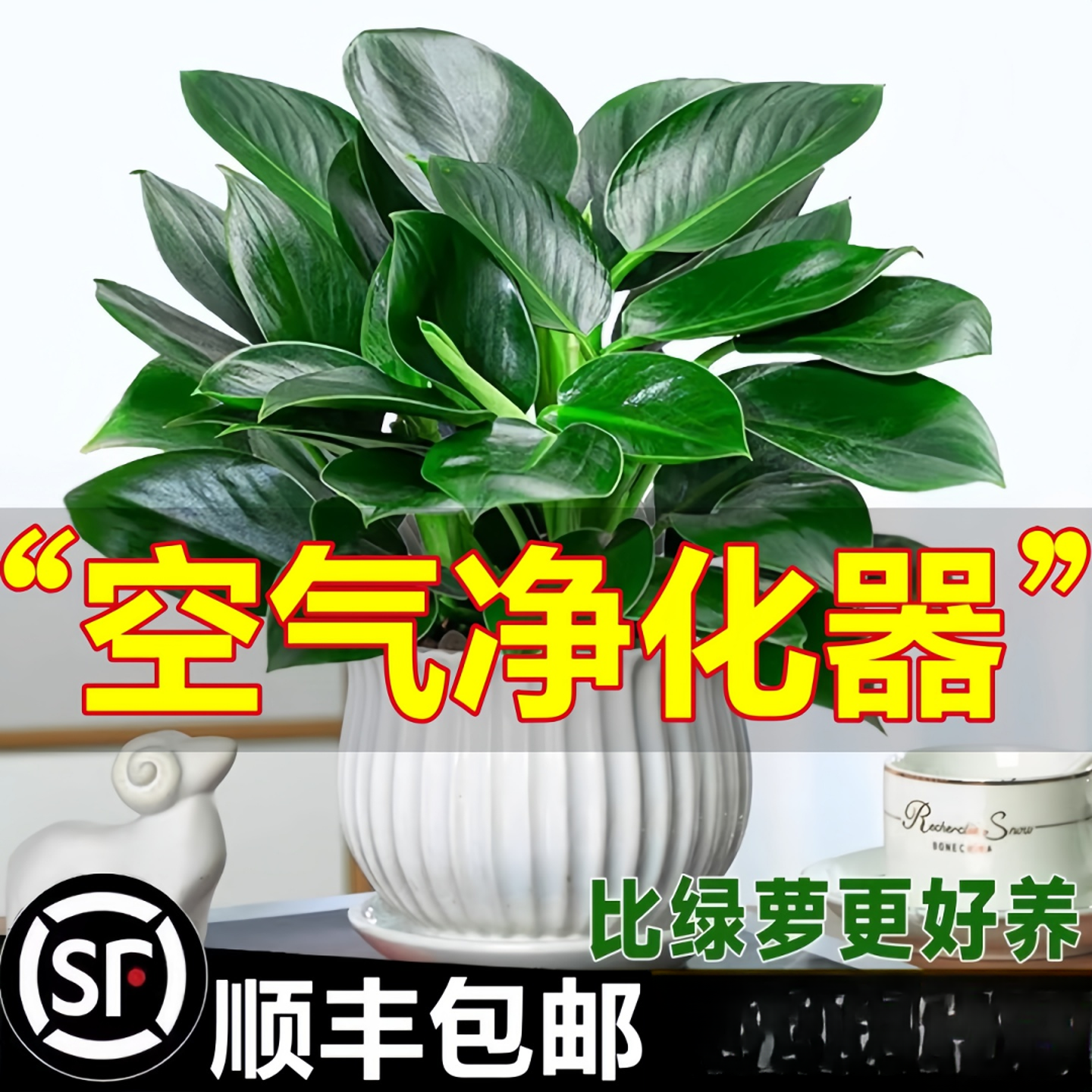 金钻盆栽植物铂金钻绿萝箩水培大叶绿植多肉办公室内懒人好养花卉