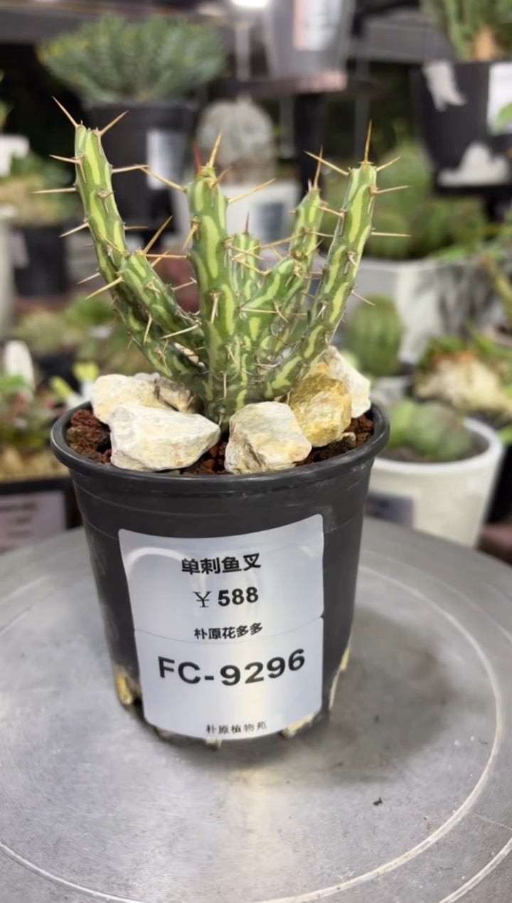 单刺鱼叉大戟FC-9296 