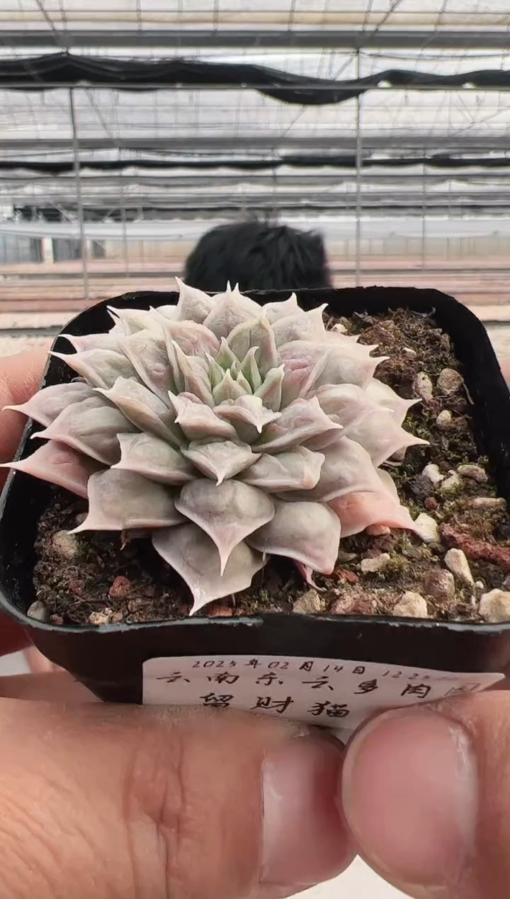 【闪购商品】留财猫-12