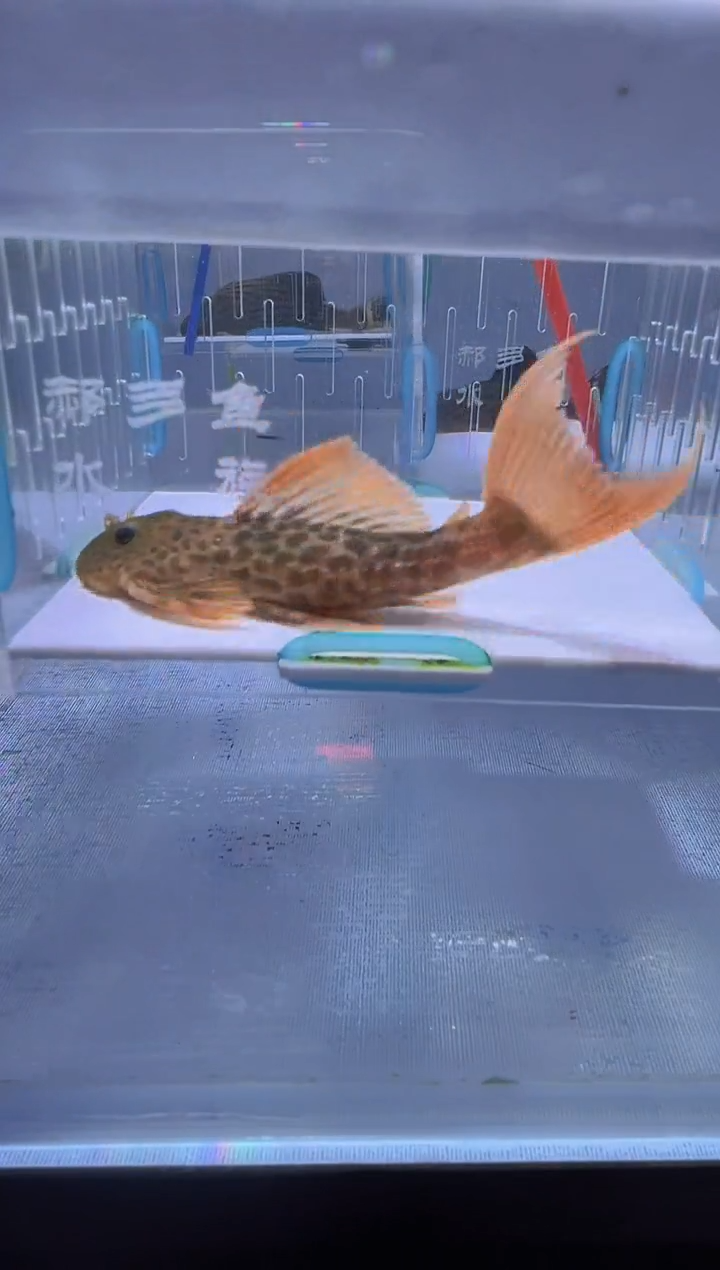 清道夫9+不包入缸损13