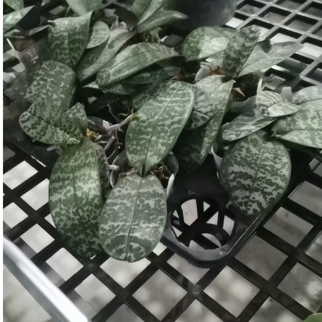 大树之光交606 苗