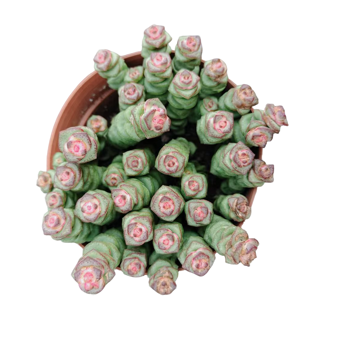 满9.9元包邮 钱串多肉植物稀有彩色盆栽绿植好养爆盆观叶花卉