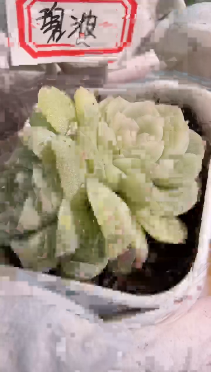 碧波四方一盆 单双混 量拍混发