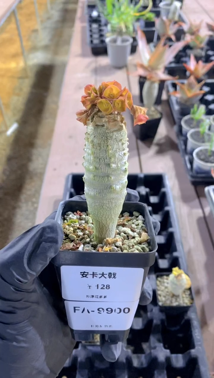 【闪购商品】安卡大戟FA-9900