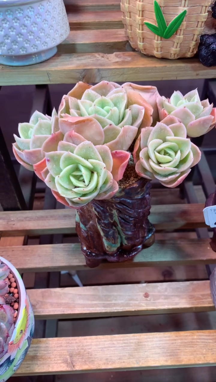 420N（一物一拍，精品多肉，所见即所得 ）