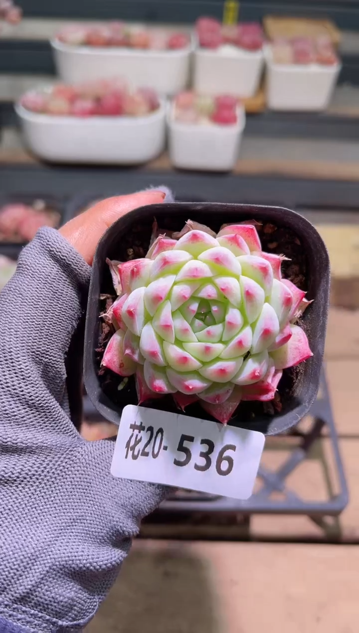 【闪购商品】20-536画扇