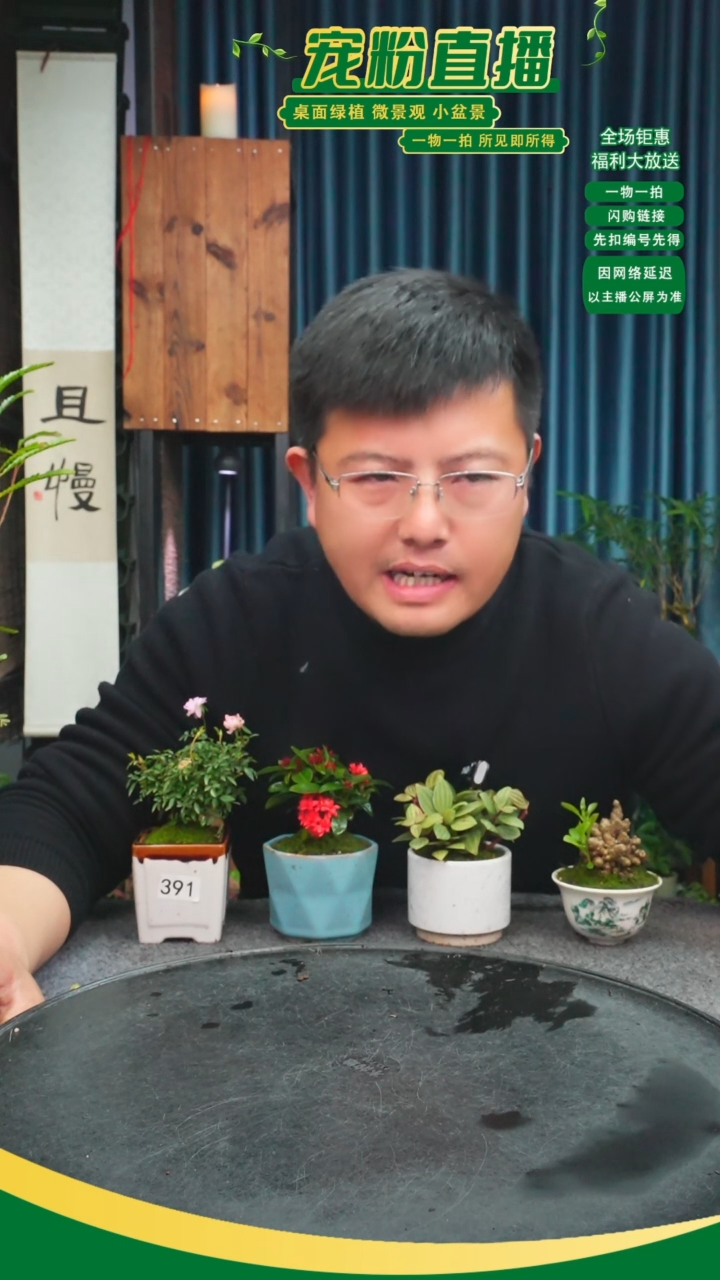 无花朵煦*苔藓微景观391号