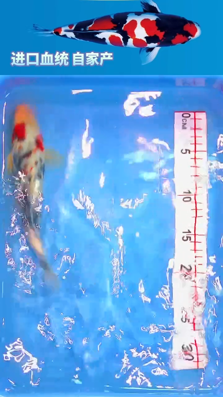 锦鲤福鲤源精选--31