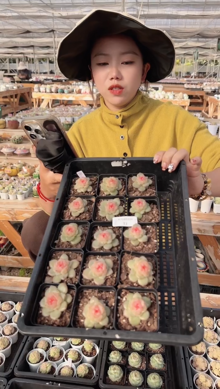 1212-33bl-4多肉量拍任意发一颗群生不包整