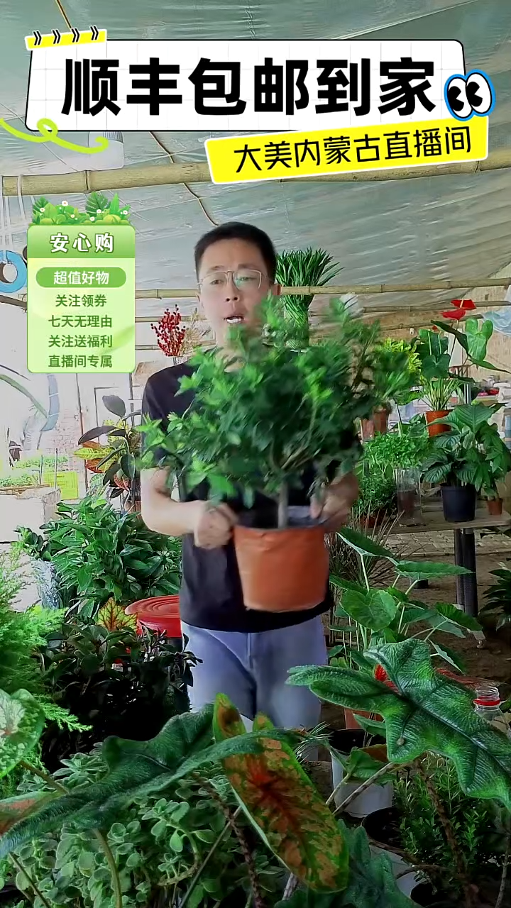 完全开放土培栀子花