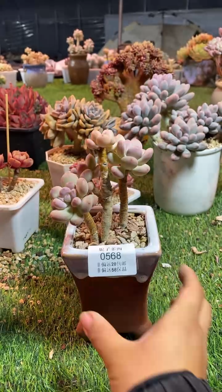 【闪购商品】0568a