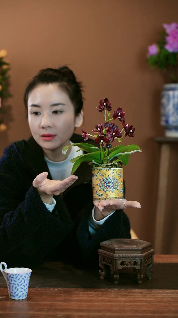 【闪购商品】盆景小黑猫 黄