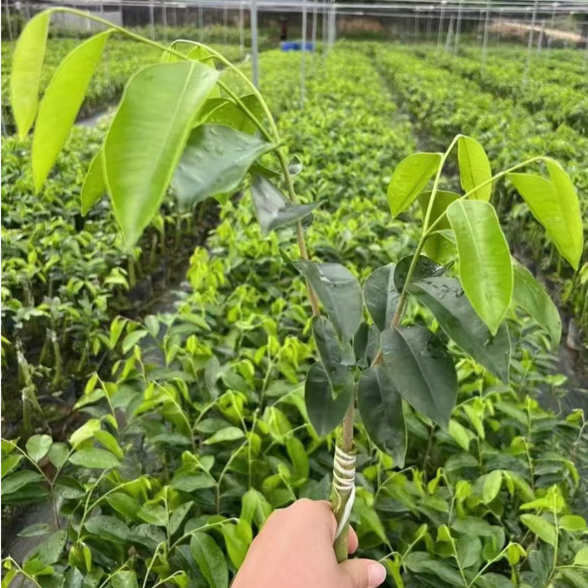 新一代罗门黑棋奇楠10棵优品