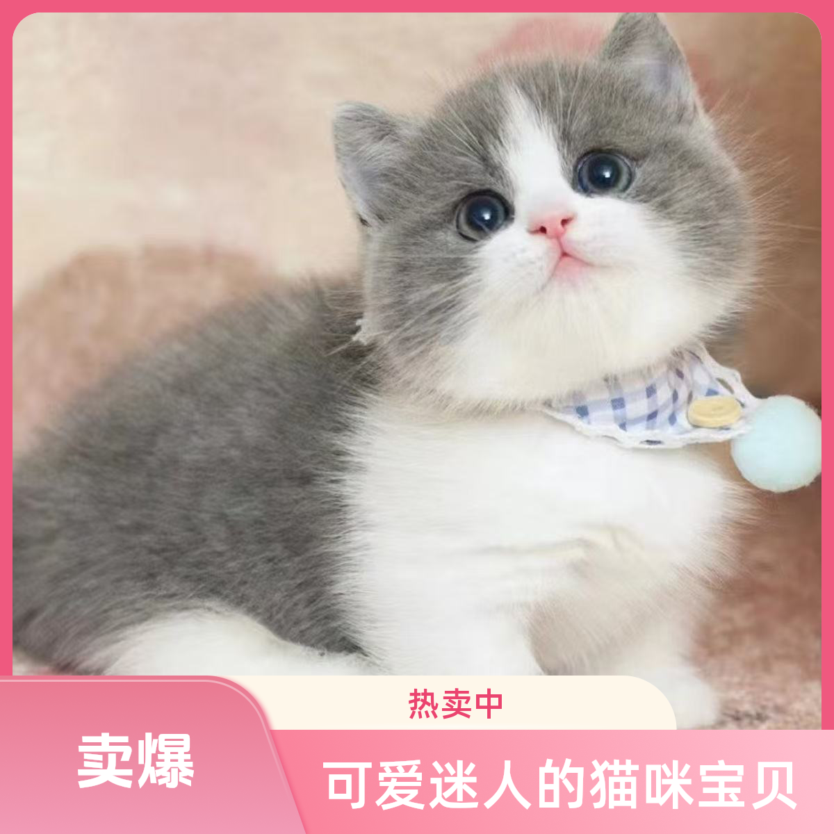 大莉蓝猫纯种银渐层布偶猫金渐层美短英国短毛猫宠物猫小猫咪活物