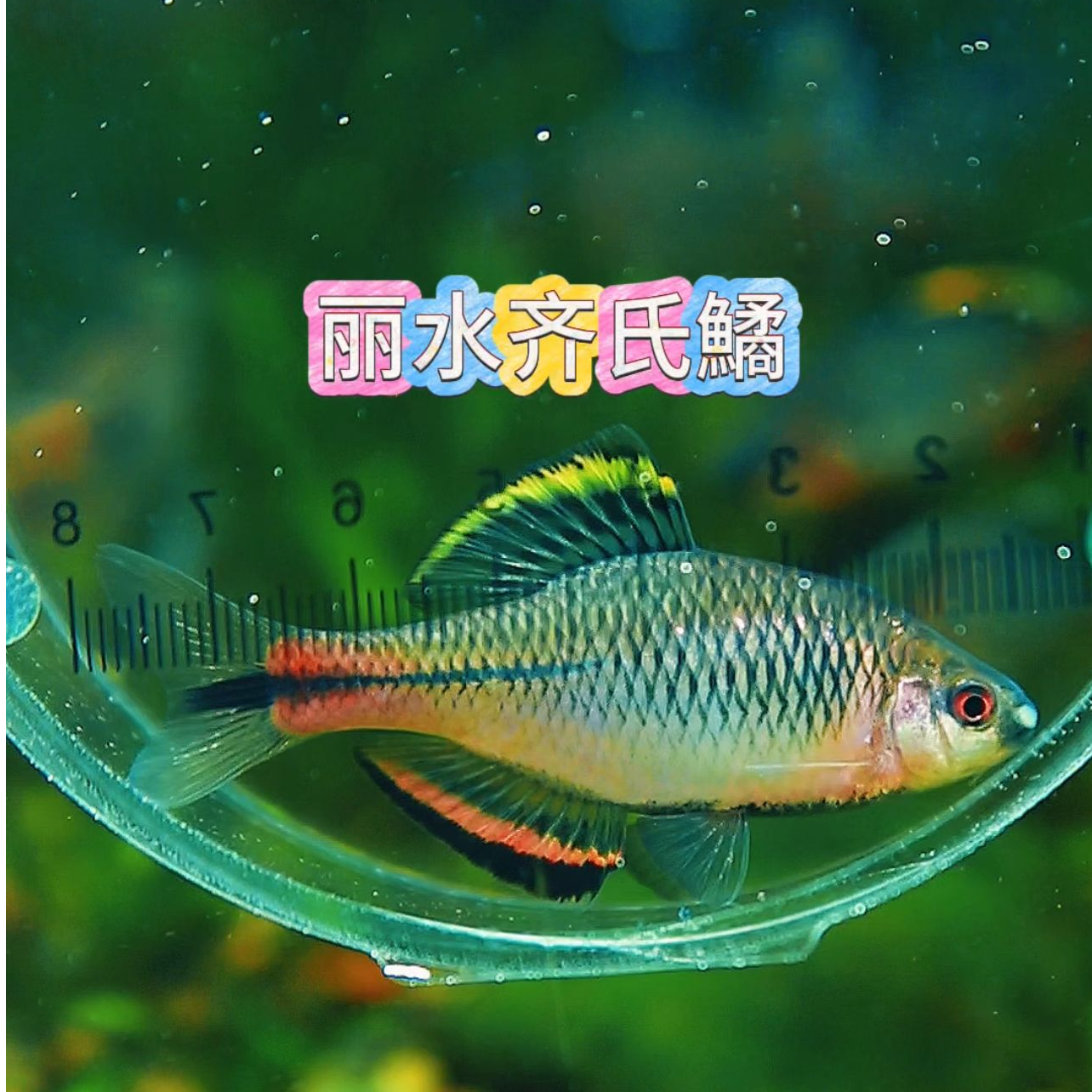 丽水齐氏鱊冷水原生鱼淡水鱼