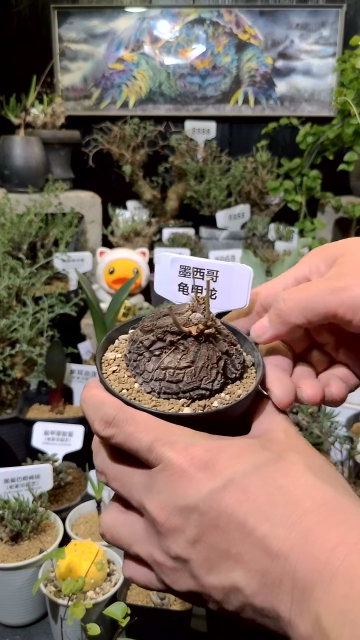 号1206福利植物墨西哥龟甲龙