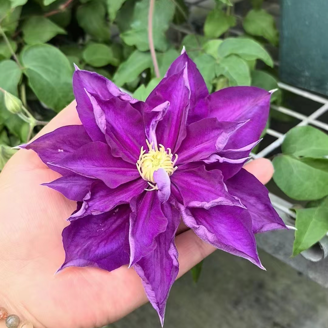 蔚蓝园艺铁线莲康沃尔夫人带土庭院阳台花卉藤本攀援植物季节