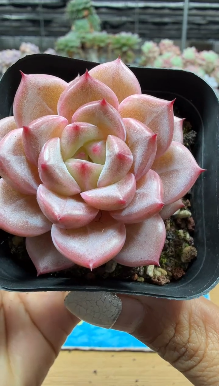 东云多肉园二店-48