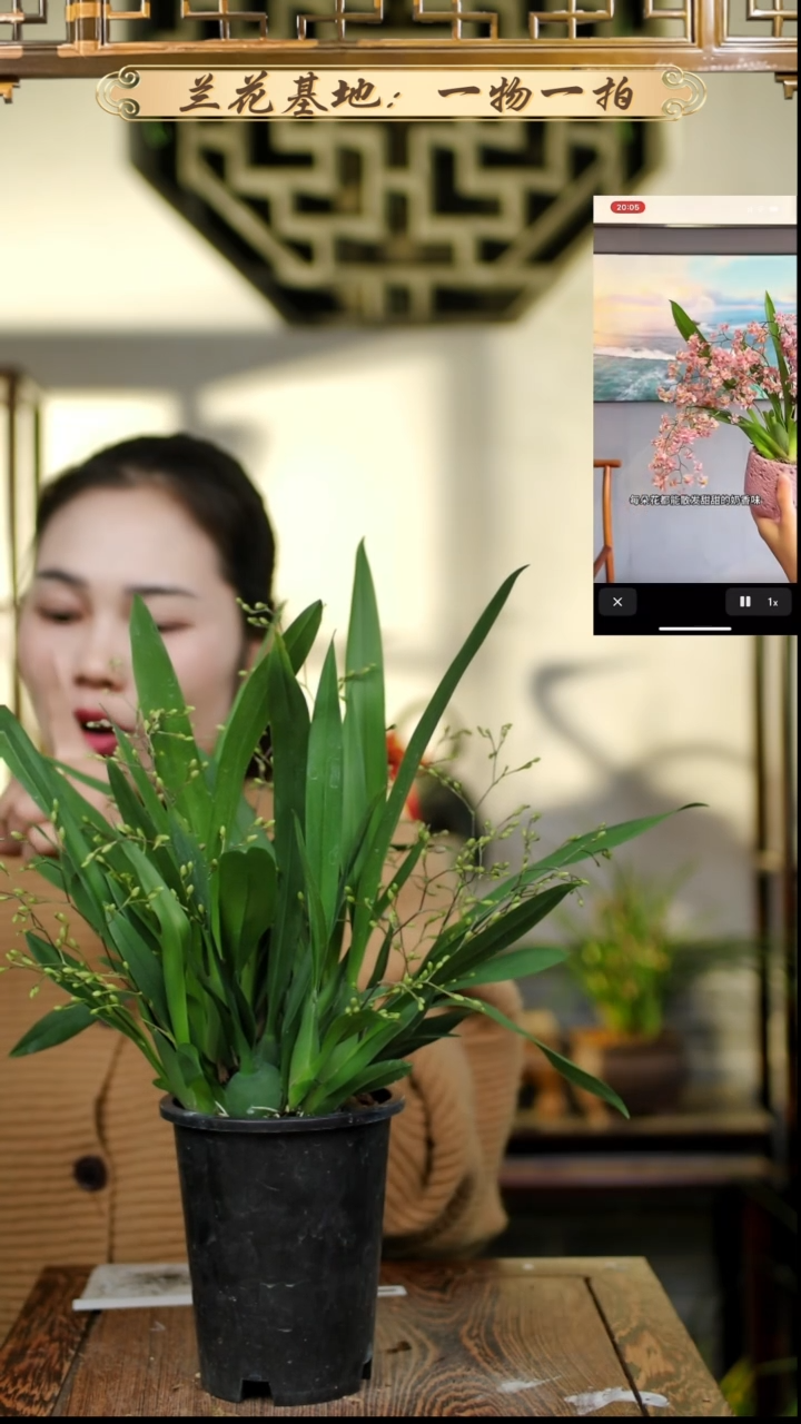 完全开放梦香兰粉