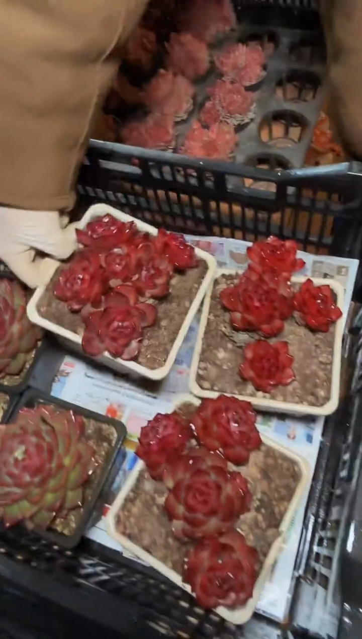 140#TM群4-5头（9-12CM）脱土