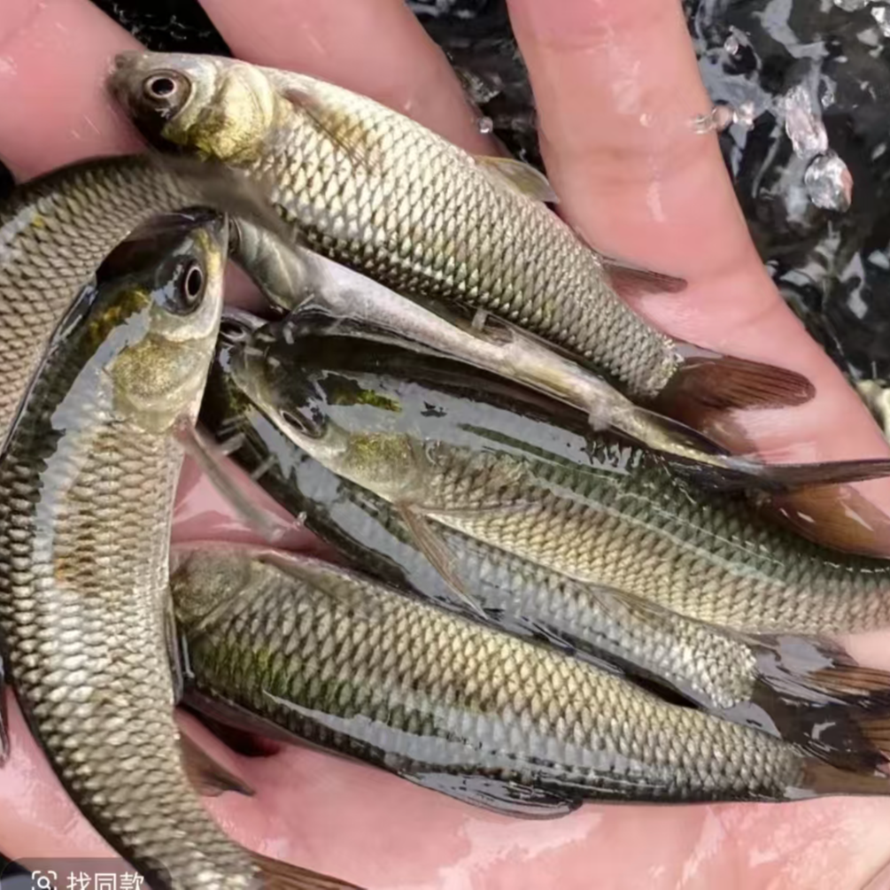 活体鱼四川草鱼观赏水族淡水饲养