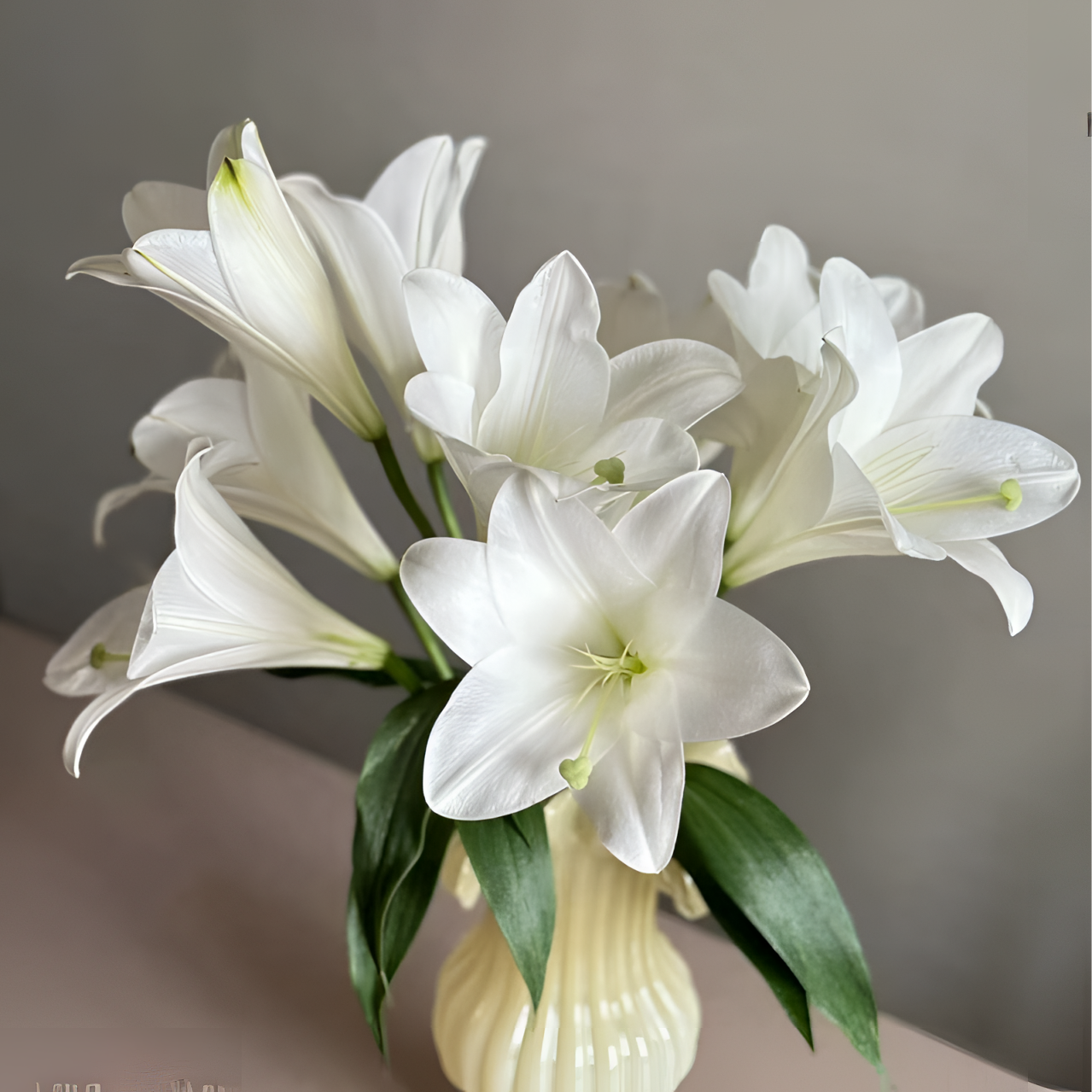 【3多头】白铁炮百合 生花苞小 生花苞发货 任意2单以上发货包邮