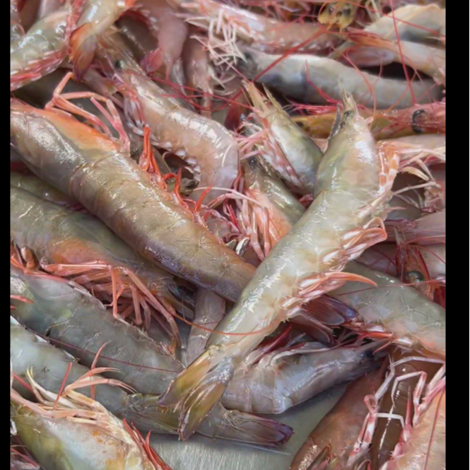 粤西本港 深海野生 海麻虾18-20条/半斤1盒 刺身级别 部分带膏 