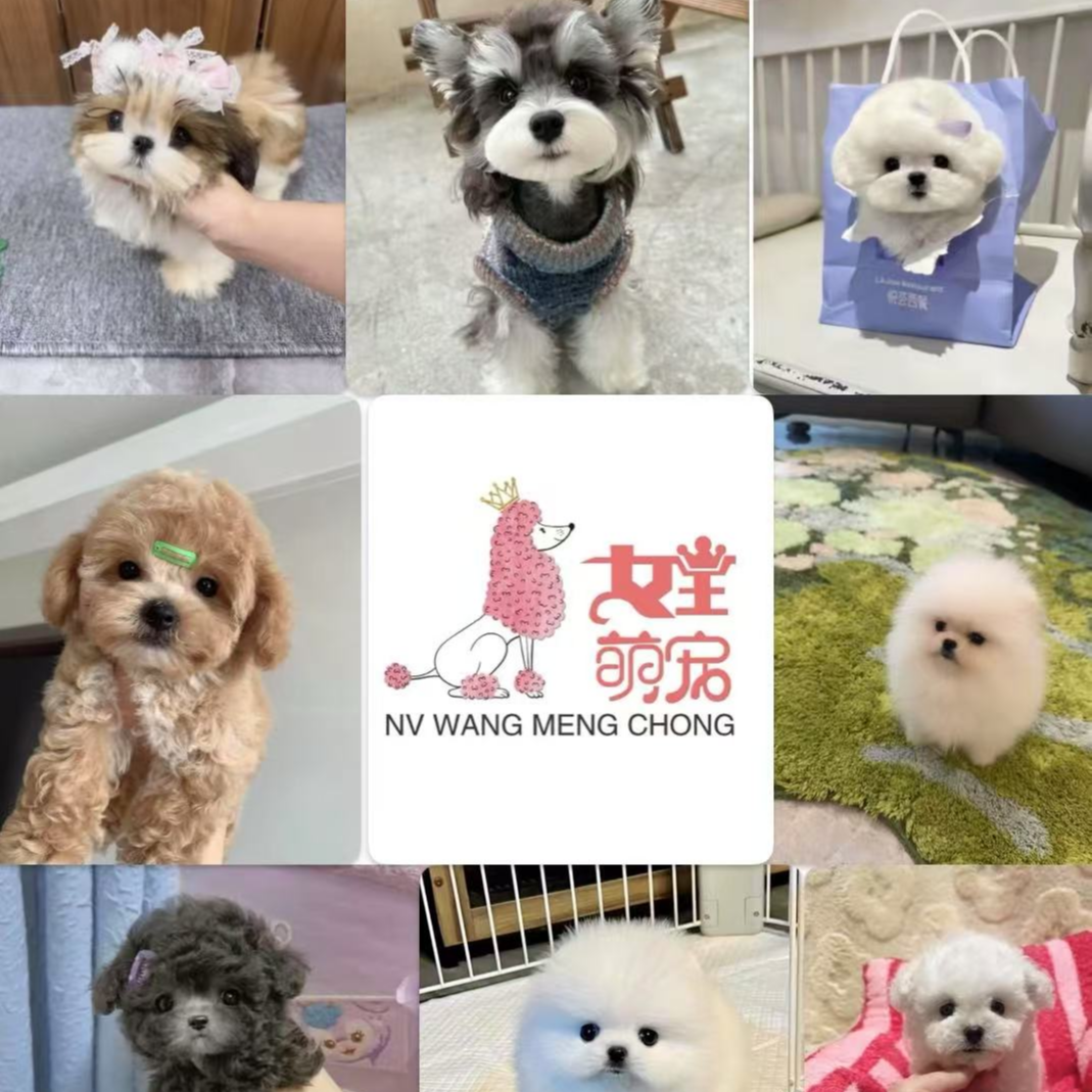 女王萌宠 可爱狗狗宠物活体链接