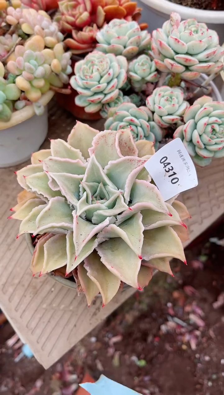 【闪购商品】04310