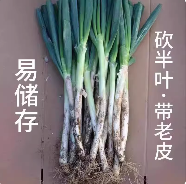 现挖现发山东大葱炒菜煲汤包饺子清脆爽口