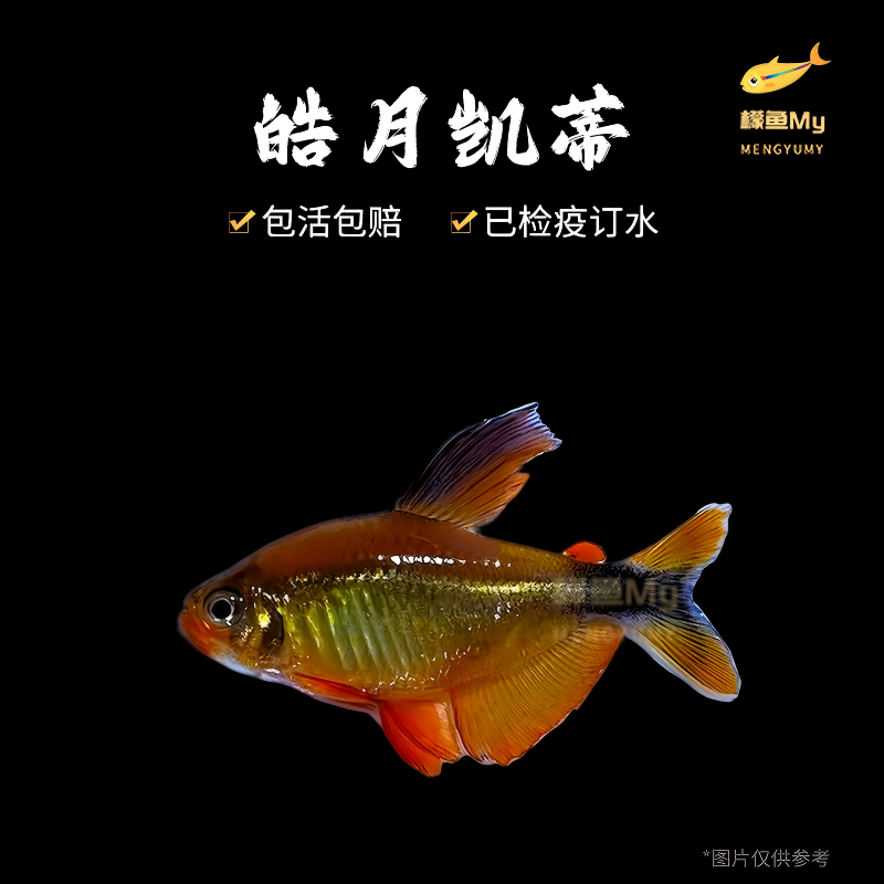 皓月凯蒂灯鱼集邮灯鱼热带观赏鱼