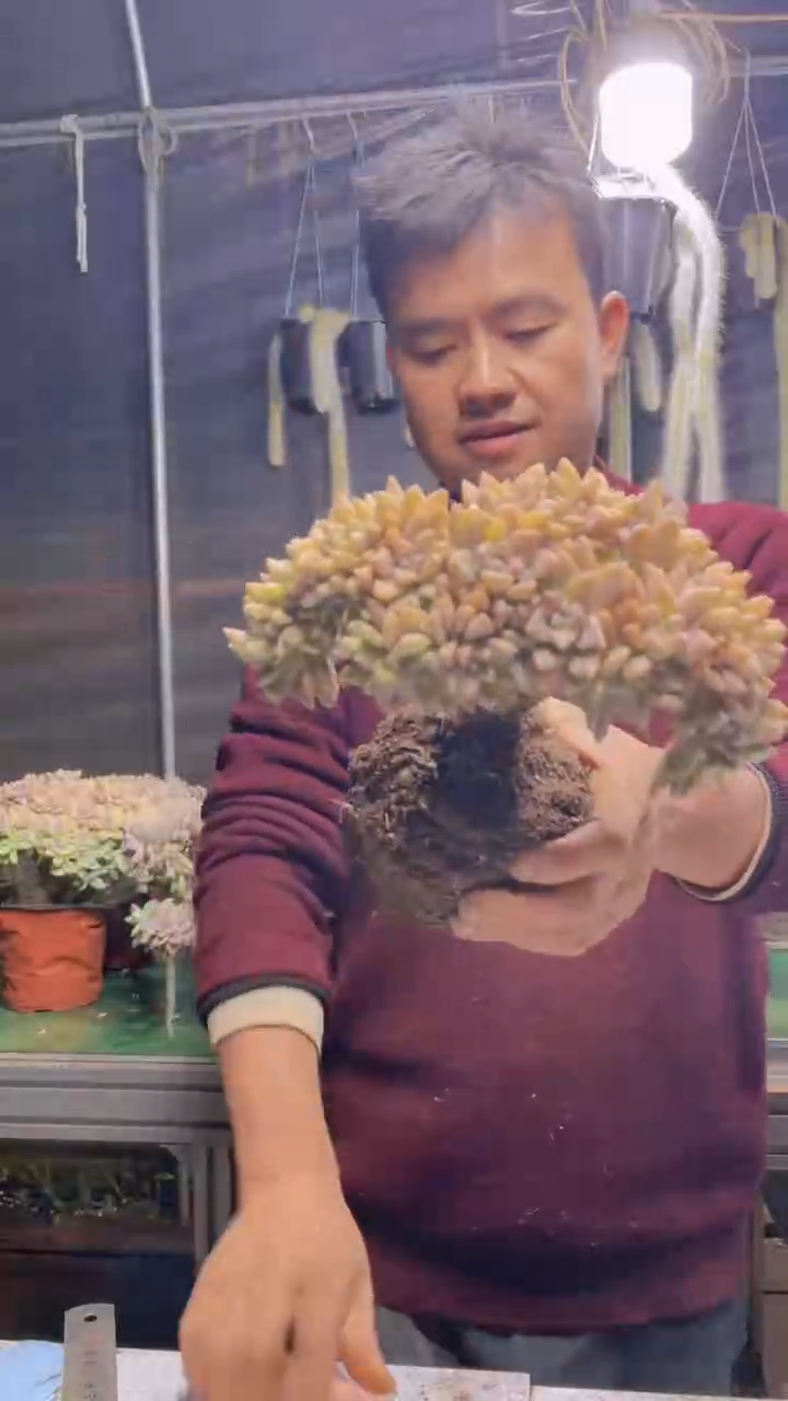 265淡雪缀化一物一拍