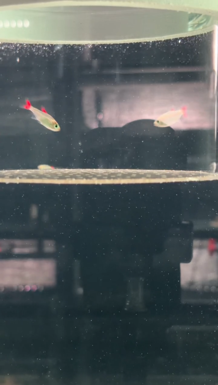 灯科鱼A2(非人工)4红灰太狼2.5-3cm