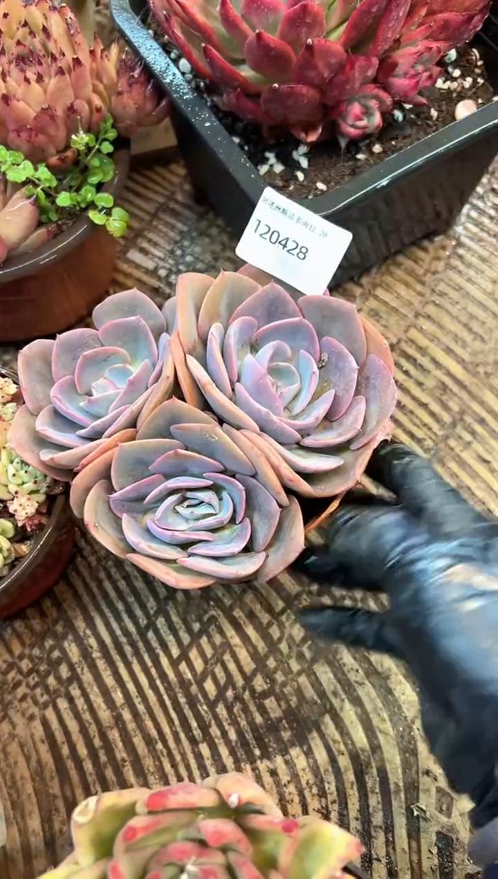 春****h多肉植物一物一拍20428